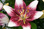 LILIUM SAN GIULIANO