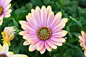 OSTEOSPERMUM SUMMERTIME SUNRAY