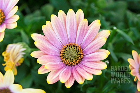 OSTEOSPERMUM_SUMMERTIME_SUNRAY