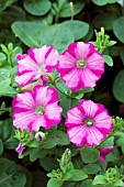 PETUNIA SUPERTUNIA RASPBERRY BLAST