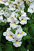 NEMESIA ANGELART ALMOND IMPROVED