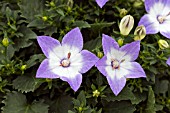 CAMPANULA STARINA BICOLOUR STAR