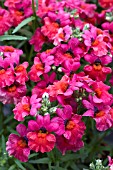 NEMESIA ANGELART CHERRY