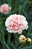 DIANTHUS DANCING QUEEN