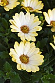 OSTEOSPERMUM FLOWER POWER LEMON