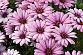 OSTEOSPERMUM FLOWER POWER RED ZEBRA