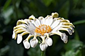 OSTEOSPERMUM FLOWER POWER SPIDER CREAM