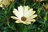 OSTEOSPERMUM FLOWER POWER SAHARA