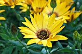 OSTEOSPERMUM FLOWER POWER SUN YELLOW