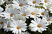 OSTEOSPERMUM FLOWER POWER IVORY