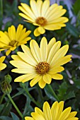 OSTEOSPERMUM FLOWER POWER YELLOW