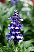 SALVIA FARINACEA FAIRY QUEEN