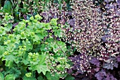 ALCHEMILLA MOLLIS WITH HEUCHERA FROSTED VIOLET