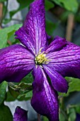 CLEMATIS JACKMANII PURPUREA