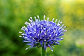 JASIONE LAEVIS BLUE LIGHT