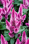 CELOSIA KELOS PINK