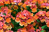 NEMESIA ANGELART ORANGE