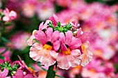 NEMESIA ANGELART PEACH