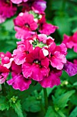 NEMESIA ANGELART RASPBERRY