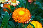 XEROCHRYSUM MOHAVE AUTUMN BRONZE (BRACTEANTHA)