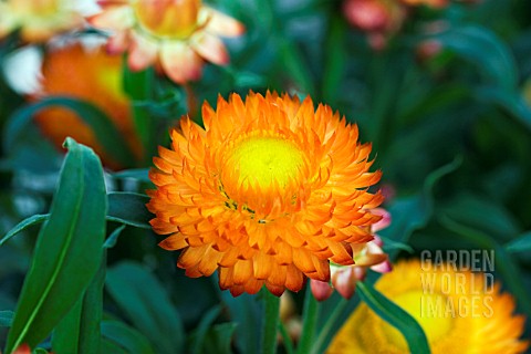 XEROCHRYSUM_MOHAVE_AUTUMN_BRONZE_BRACTEANTHA