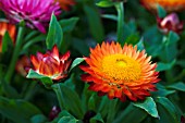 XEROCHRYSUM MOHAVE FIRE (BRACTEANTHA)