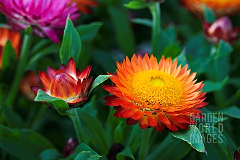 XEROCHRYSUM_MOHAVE_FIRE_BRACTEANTHA