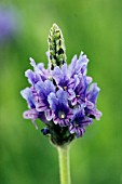 LAVANDULA MULTIFIDA BLUE WONDER