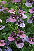 NEMESIA PICCADILLY DENIM BLUE