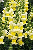 ANTIRRHINUM SONNET YELLOW