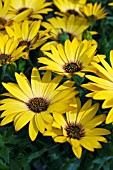 OSTEOSPERMUM FLOWER POWER SUN YELLOW