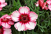 DIANTHUS SUPERPARFAIT