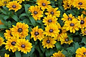 RUDBECKIA TIGER EYE