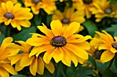 RUDBECKIA TIGER EYE