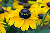 RUDBECKIA TOTO GOLD