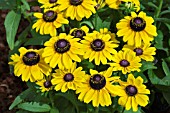 RUDBECKIA TOTO LEMON