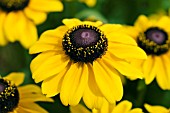 RUDBECKIA TOTO LEMON