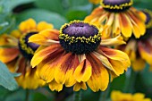 RUDBECKIA TOTO RUSTIC