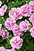 PETUNIA VIVA DOUBLE PINK