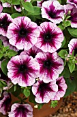 PETUNIA VIVA PURPLE VEIN