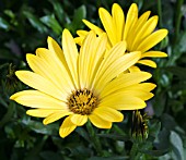 OSTEOSPERMUM FLOWER POWER YELLOW