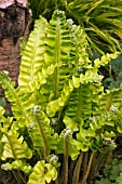 ASPLENIUM GOLDEN QUEEN