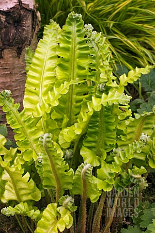 ASPLENIUM_GOLDEN_QUEEN