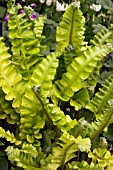 ASPLENIUM SCOLPENDRIUM GOLDEN QUEEN