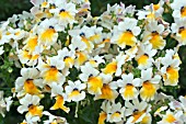 NEMESIA ANGELART ALMOND