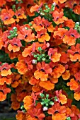 NEMESIA ANGELART ORANGE