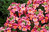 NEMESIA ANGELART PEACH