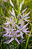 CAMASSIA LEICHTLINII MAGDALEN