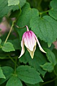 CLEMATIS RED ROBIN