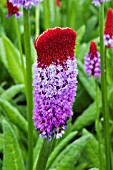 FASCIATION ON A PRIMULA VIALII